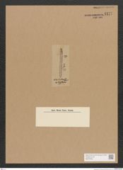 Diatomeae indet. Zeichnungen Sammlung Grunow Nr. 4477 (NHMW-BOT-W0372434)